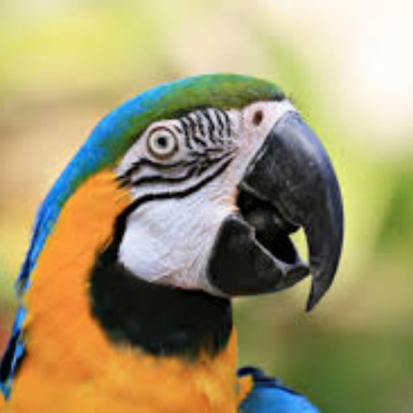 Birch Bird U-Type Swing - Picture 2 of 4